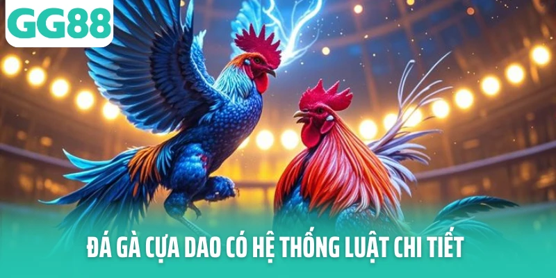 Đá gà cựa dao có hệ thống luật chi tiết Đá gà cựa dao có hệ thống luật chi tiết